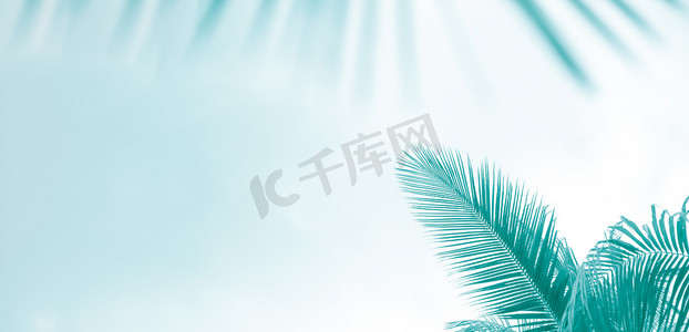天空浅蓝摄影照片_浅蓝绿色背景上的棕榈叶、文本色调模板、带复制空间的全景