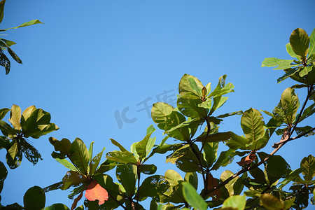 晴天蓝天底视高大的树木和绿色的树枝作为背景