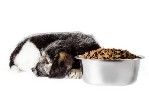 沮丧动物摄影照片_毛茸茸的杂种小狗和一碗干粮
