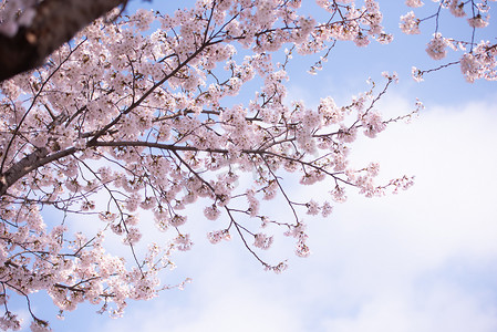 春天樱花盛开，焦点柔和，韩国樱花季，背景。