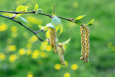 春季公园的桦絮特写，春季开花植物花粉过敏概念