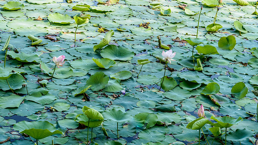 绿野花摄影照片_湿地池塘水面上的绿莲荷花花。