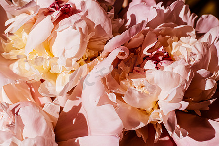 活动品牌摄影照片_牡丹花作为豪华花卉背景、婚礼装饰和活动品牌