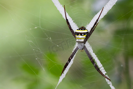 多色金蛛蜘蛛 (Argiope pulchella.) 的图像