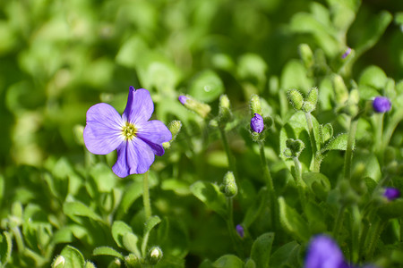 春天浅紫蓝紫花与绿叶的近景
