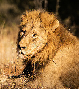 南非巴卢莱野生动物图片