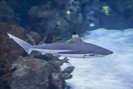 黑鳍礁鲨 - Carcharhinus melanopterus - 咸水鱼
