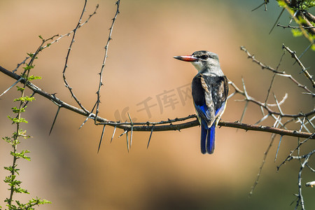 蓬头摄影照片_南非马蓬古布韦国家公园的灰头翠鸟