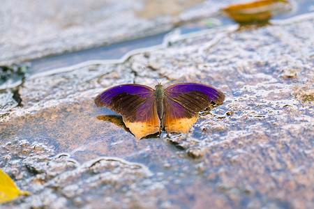 忍者刺客摄影照片_“皇家刺客”蝴蝶。