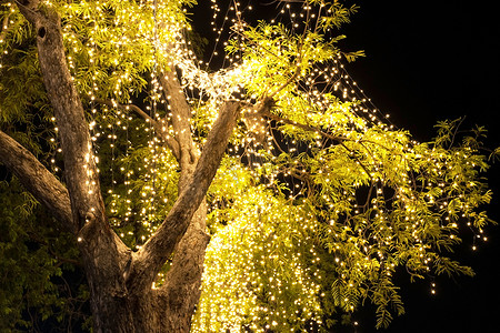花园里树上挂着装饰性户外灯串
