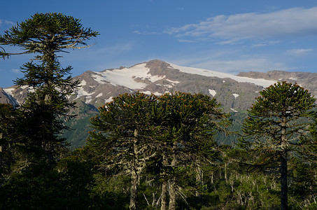 难题摄影照片_猴子难题树森林和山脉在背景中。
