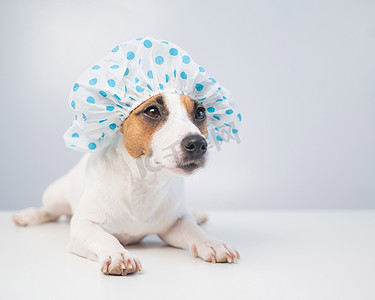 有趣友好的狗杰克罗素梗犬在白色背景上戴着浴帽用泡沫洗澡。