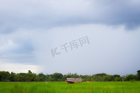 农村的恶劣天气景观，稻田上有雨。