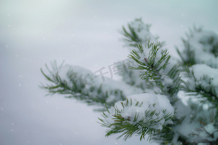 雪摄影照片_雪中​​的冷杉枝