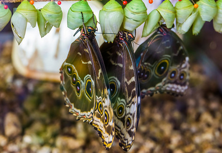 peleides 蓝色大闪蝶破茧而出的特写，来自美国的热带昆虫