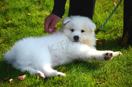 男孩和狗玩耍摄影照片_阳光明媚的日子里，一个男孩正在街上和一只可爱的宠物狗玩耍，这是一只白色的日本斯皮茨小狗