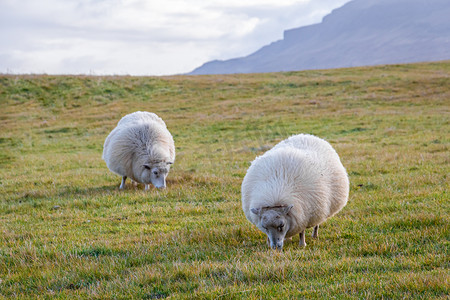 吃草在草甸的冰岛绵羊厚实的羊毛毛皮