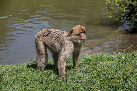 柏柏尔猴子在水坑