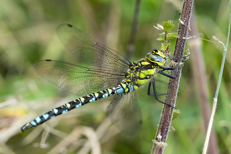 南方小贩蜻蜓 ( Aeshna cyanea)