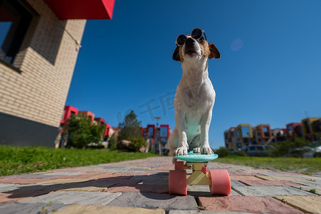 在阳光明媚的夏日，戴着墨镜的杰克罗素梗犬在户外骑滑板。