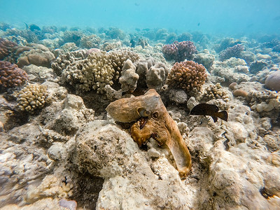 珊瑚礁章鱼（蓝章鱼）和珊瑚礁上的鱼
