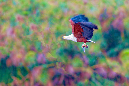 老鹰在纳库鲁湖捕猎。