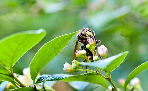 盛开的黑色花摄影照片_大黄蜂从开花灌木中采集花蜜