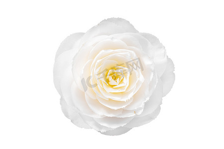 绽放的摄影照片_孤立在白色背景上的白色山茶花。