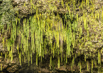 考艾岛怀卢阿河上的蕨类植物石窟垂下滴落的蕨类植物