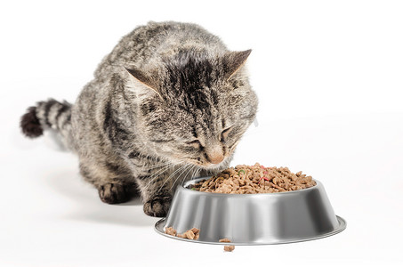 沮丧动物摄影照片_灰色杂种猫和一碗干粮