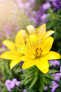 黄色百合摄影照片_花园里的三朵黄色百合花