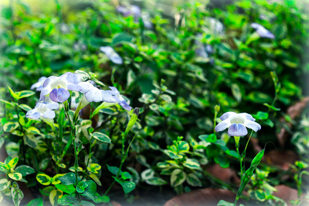 白色郁金香绣球花，喇叭花百合非洲菊雏菊黄水仙家庭在阳光下盛开。