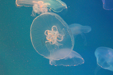 水中动物摄影照片_蓝色清澈海水中的大型水母。