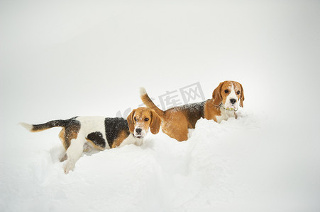 比格犬品种的狗在冬天户外的雪地里玩耍