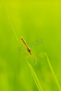 虫虫摄影照片_稻虫在稻叶上攀爬，白天