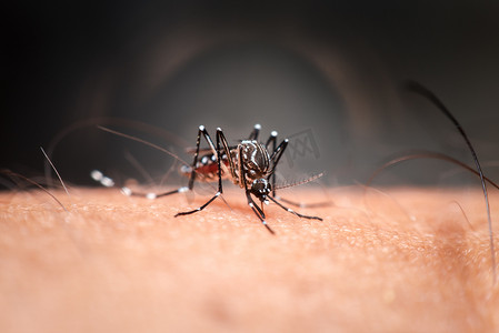 吸血蚊子摄影照片_蚊子 (Aedes aegypti) 吸血的宏观