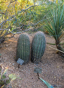 美国亚利桑那州凤凰城植物园的仙人掌 Ferocactus