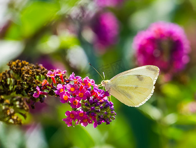 欧洲常见昆虫白菜蝶的宏观特写