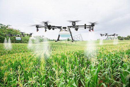 自动化摄影照片_农业无人机飞到甜玉米 fi 上喷肥