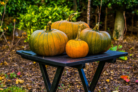 秋天和万圣节的背景，花园的桌子上放着橙色南瓜的绿色，传统装饰