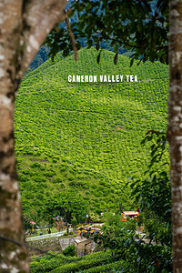 茶谷摄影照片_金马仑谷茶园。