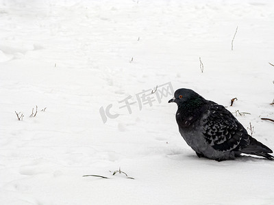 鸽子在冬天坐在雪地里。