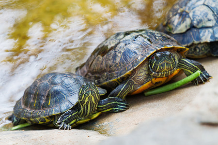 池塘滑块 (Trachemys scripta)，常见的中型半水龟。