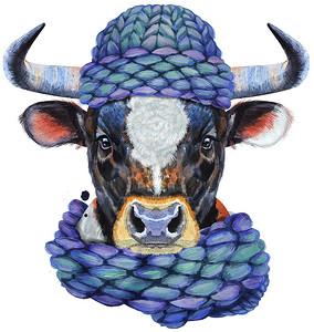 针织蓝帽白点黑牛水彩插图