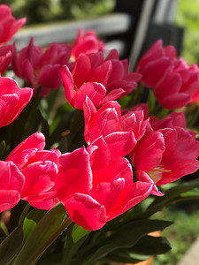 鲜花从摄影照片_从侧面看户外公园的红花