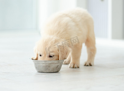 猎犬小狗从碗里吃东西