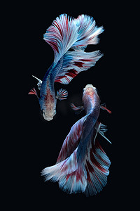 两条路径摄影照片_黑色背景中突显的两条蓝色大理石灰斑半月斗鱼暹罗舞