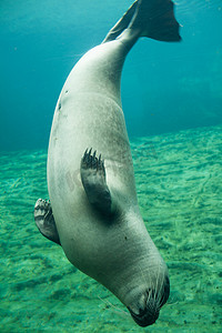 斑海豹潜入海中的水下图像