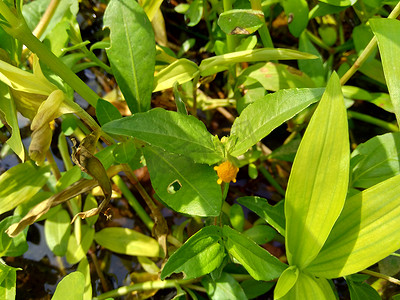 电花摄影照片_具有自然背景的 Acmella oleracea（牙痛植物、paracress、四川纽扣、嗡嗡声纽扣、丁花、电雏菊）。