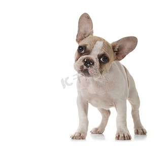英语可爱摄影照片_可爱的小狗，大耳朵站起来